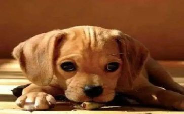 有关受委屈的作文7篇