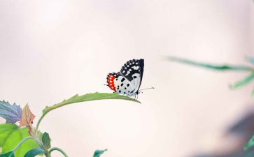 《我明白了》作文5篇