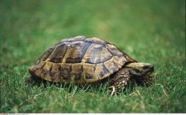 大乌龟作文通用5篇