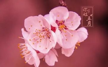 感恩五月演讲稿6篇