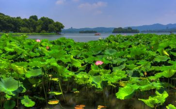 小班夏季月计划6篇