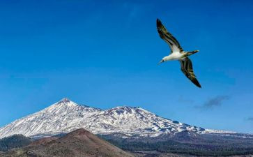 我想飞的作文通用6篇