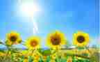 向日葵,作文推荐8篇