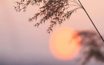 骆驼祥祥子读后感优秀5篇