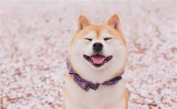 爸爸的笑作文300字7篇