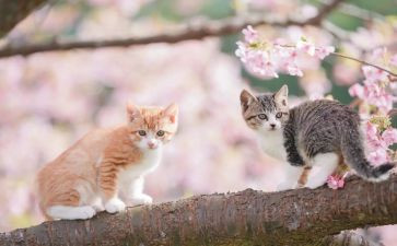 二年级作文我家的小猫300字优质8篇