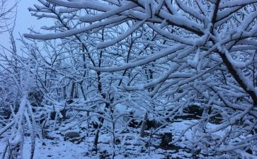 下雪天的作文300字6篇