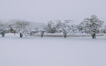 这下雪的作文模板8篇