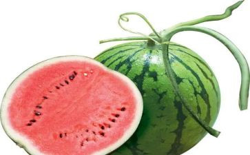 搬西瓜教案模板6篇
