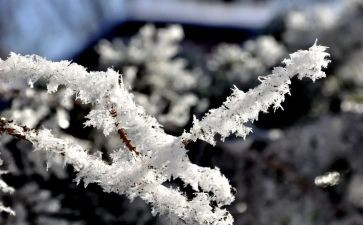 以雪为主题的活动方案优秀6篇