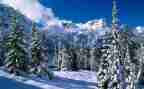 等雪的作文550字精选8篇