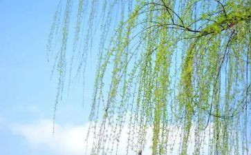 杨柳读后感8篇
