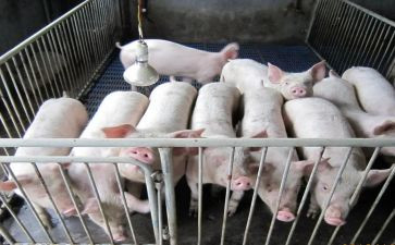 养殖猪合同参考5篇