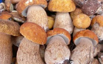 采野生菌的作文5篇