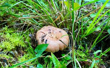 采野生菌的作文精选6篇