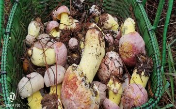 采野生菌的作文参考6篇