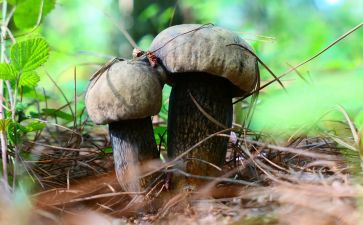 采野生菌的作文模板8篇