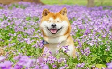 生活中有趣的事作文最新4篇