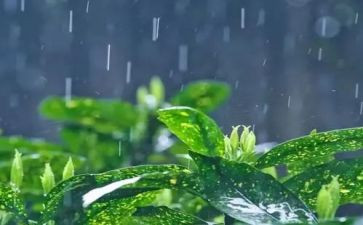 雨中的我作文400字8篇