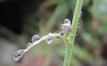 春天的雨作文通用7篇