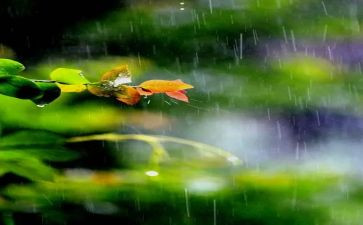 春天的雨作文精选8篇