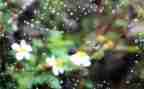 秋天的雨的作文600字6篇