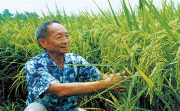关于袁隆平的事迹7篇