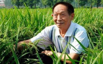 袁隆平的劳动事迹7篇