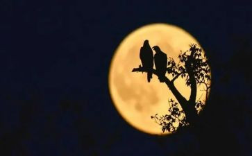 人圆月也圆作文6篇