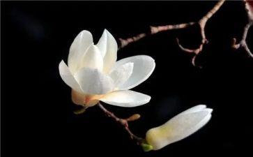 粉玉兰花作文模板6篇