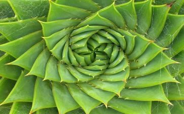 跟植物的作文400字8篇