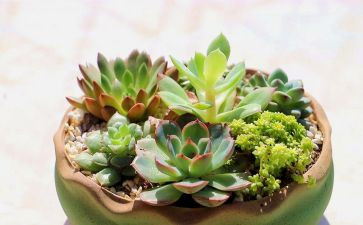给我的植物朋友作文通用5篇