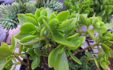 植物的生长作文7篇