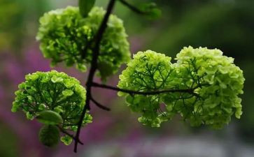 关于养植物的作文400优质7篇