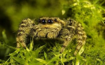 被蜘蛛吓到的作文模板5篇