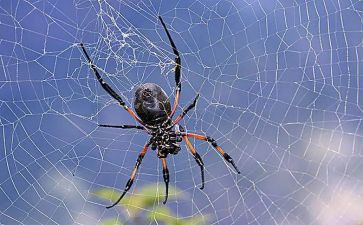 被蜘蛛吓到的作文最新8篇