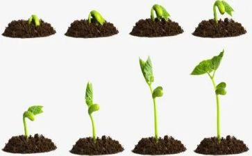 种子的梦想作文8篇