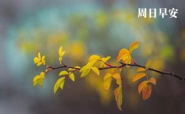 周末最开心的事作文优秀8篇